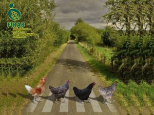 galline logo firab