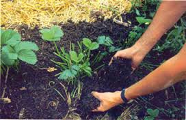agroecologia