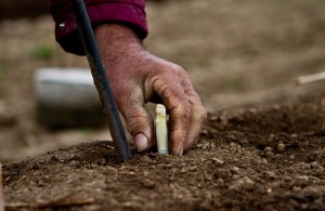 agricoltura-biologica-co2