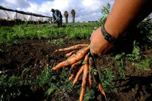 l43-agricoltura-biologica-