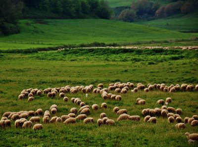 Al via le Masterclass della Scuola di Pastorizia di Calascio: formazione e innovazione per il futuro dell’allevamento estensivo