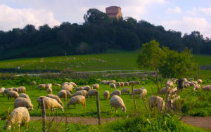 ValleDiPerna