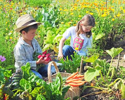 Kinder ernten im Garten
