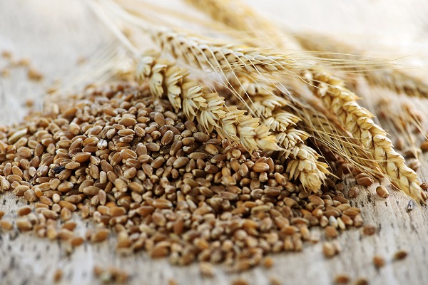 grano-siciliano-antico-Nerisi