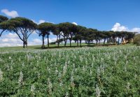 Portare l’agricoltura biologica nell’Unione Europea al 25% entro il 2030 per difendere davvero i terreni agricoli e contribuire alla lotta al riscaldamento globale