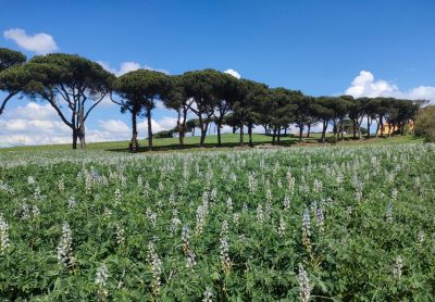 Divinfood: Webinar sulle scelte di breeding per le colture neglette e sottoutilizzate