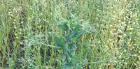 Workshop “La diversificazione colturale in agricoltura biologica”, 5 giugno a Bologna