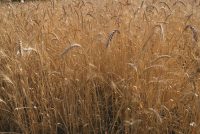 Materiale Eterogeneo Biologico: il 7 giugno, in Basilicata, giornata di studio in campo sulla coltivazione del MEB di grano duro
