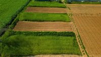 Il Living Lab di OrtoBioStrip: sperimentare lo strip cropping. Un appuntamento nelle Marche