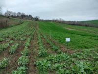OrtoBioStrip, tre anni di agroecologia in campo: il convegno finale a Camerino