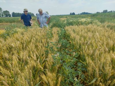 L’editing genetico non è la strada per l’agroecologia