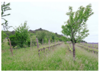 L’agricoltura biologica al centro della resilienza climatica europea